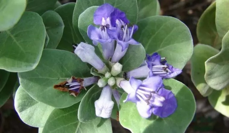 Cây Bình Linh Xoan (Vi-tex rotundifolia L. f.)