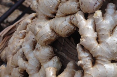 Cây Gừng (Zingiber officinale (Willd.) Roscoe)