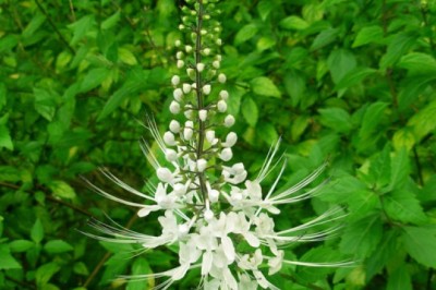 Cây Râu Mèo (Orthosiphon spiralis (Lour.) Merr.)