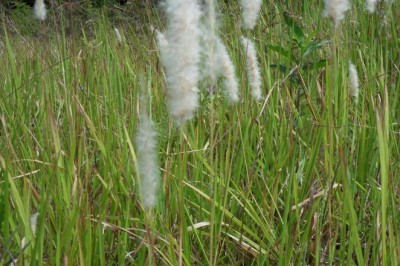 Cỏ Tranh (Imperata cylindrica (L.) P. Beauv. var. cylindrica)