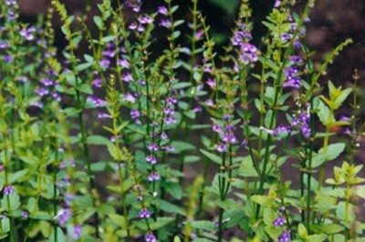 Tiến sĩ Võ Văn Chi giới thiệu một số bài thuốc từ cây hoàng cầm râu, Bán chi liên