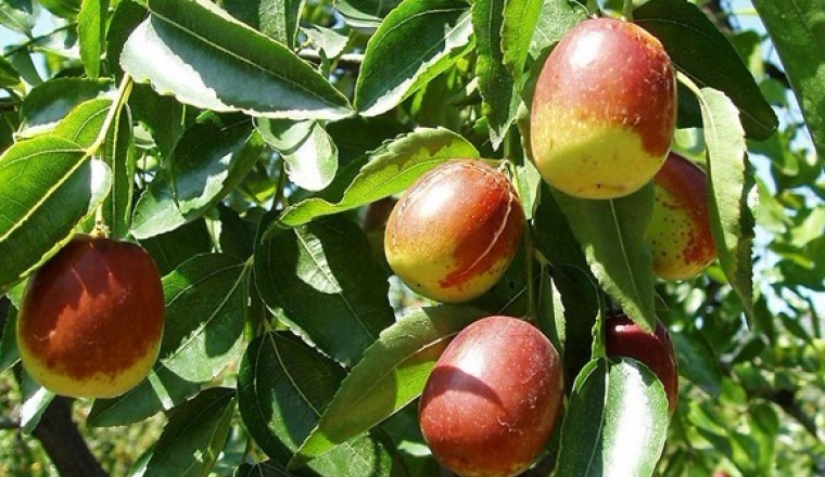 Đại táo và những bài thuốc chữa bệnh rất tốt cho mọi người