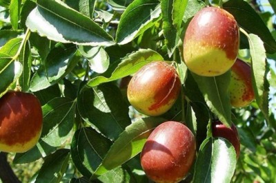 Đại táo và những bài thuốc chữa bệnh rất tốt cho mọi người