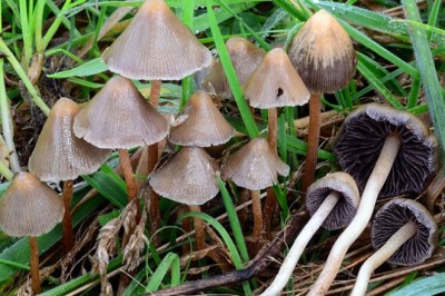 Nghiên cứu mới: Nấm ma thuật có tiềm năng điều trị trầm cảm