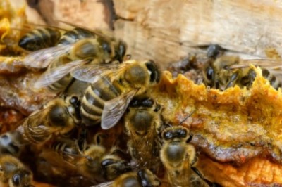 Nghiên cứu những lợi ích tiềm năng của keo ong với hệ vi sinh vật đường ruột