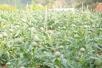 Quy trình kỹ thuật trồng cây Atisô