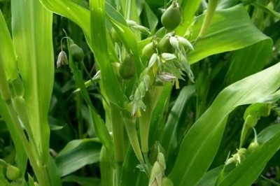 Cây Ý Dĩ (Coix lachryma-jobi L. var. ma-yuen (Rom) Stapf)