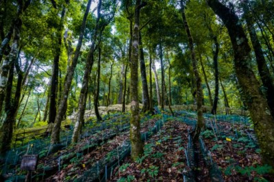 Địa điểm triển khai dự án dược liệu quý phải đáp ứng tiêu chí gì?