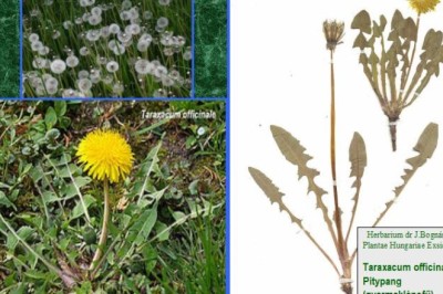 Cây Bồ Công Anh Lùn (Taraxcum officinale F. H. Wigg.)