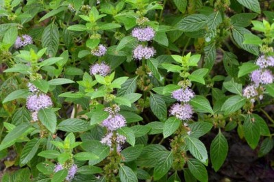 Cây Bạc Hà (Mentha arvensis L.)
