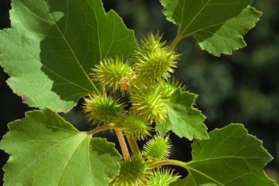 Cây Ké Đầu Ngựa (Xanthium strumarium L.)