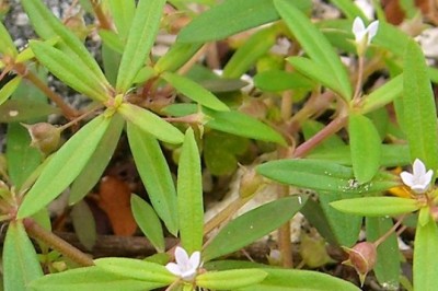 Cây Lưỡi Rắn (Hedyotis corymbosa (L.) Lam.)