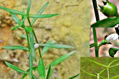 Cây Lưỡi Rắn Trắng (Hedyotis diffusa Willd)