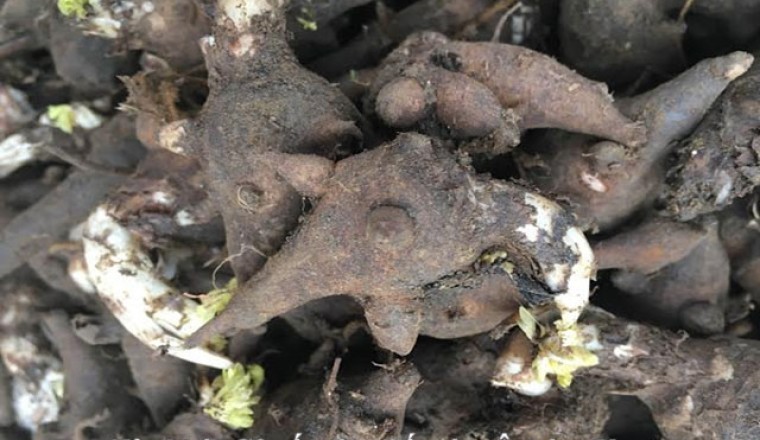 Bắc Kạn uống rượu ngâm củ ấu tẩu khiến một người tử vong