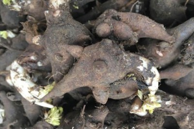 Bắc Kạn uống rượu ngâm củ ấu tẩu khiến một người tử vong