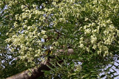 Cây Hòe (Styphnolobium japonicum (L.) Schott.)