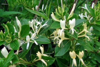 Cây Kim Ngân (Lonicera japonica Thunb)
