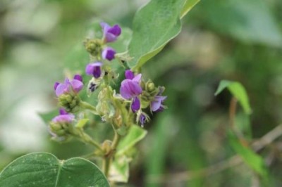 Cây Kim tiền thảo (Desmodium styracifolium (Osb.) Merr.)