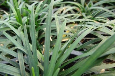Cây Mạch môn(Ophiopogon japonicus (L.f) Ker- Gawl.)