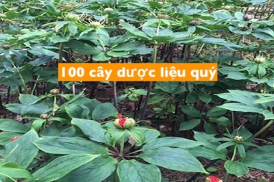 Thông tin chi tiết 100 loại cây dược liệu có giá trị y tế và kinh tế cao để tập trung phát triển