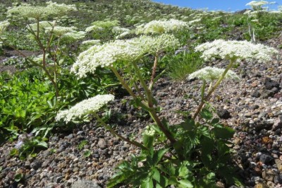 Đương quy di thực khác loại Đương quy khác như thế nào?