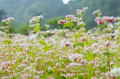 Hà Giang xuất khẩu hạt hoa tam giác mạch sang Nhật Bản
