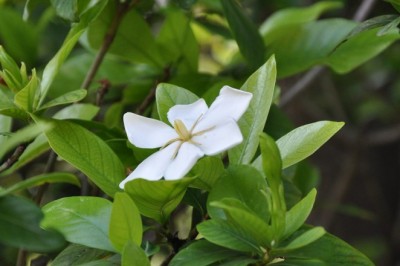 Cây Dành Dành (Gardenia augusta (L.) Merr. (Gardenia jasminoides Ellis))