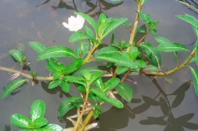 Cây rau dừa nước (Jussuaea repens L. Ludwigia adscendens (L.) Hara)