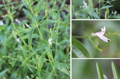 Cây Xuyên Tâm Liên (Andrographis paniculata (Burm.f.) Nees)