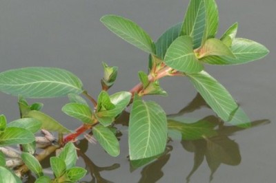 Rau Dừa Nước tưởng không ăn được giờ thành đặc sản cực kỳ bổ dưỡng, muốn mua nhiều khi phải chờ