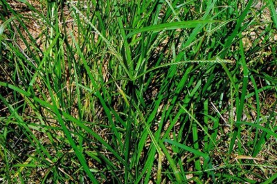 Cây Cỏ Mần Trầu (Eleusine indica (L.) Gaertn.)