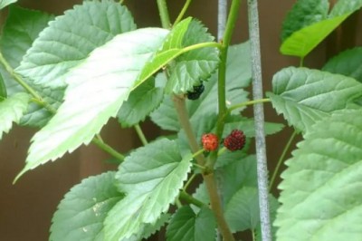 Cây Dâu Tằm (Morus alba L)