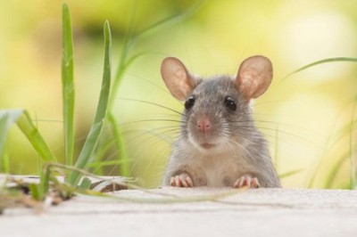 Con giáp gặp hạn Tam Tai, vận rủi bao vây năm 2023