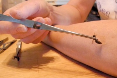 Sự thật thông tin Nọc ong chữa bệnh ung thư