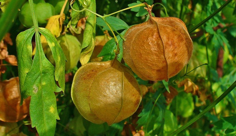 Giảm thiểu chứng tiểu đường nhờ vị thuốc Tam phỏng