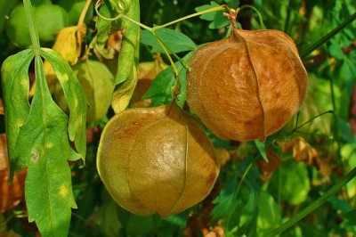 Giảm thiểu chứng tiểu đường nhờ vị thuốc Tam phỏng