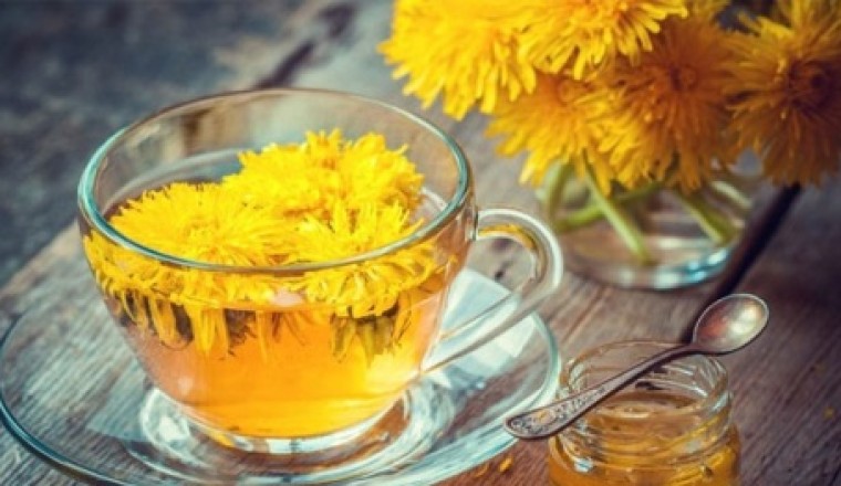Trà bồ công anh có thể hỗ trợ tiêu diệt các tế bào ung thư theo nghiên cứu mới nhất