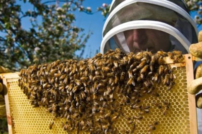 Vì sao ong lại liên quan đến sự tồn vong của loài người?