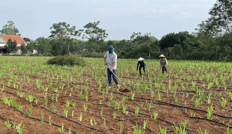 Cây dược liệu dễ trồng mang lại thu nhập cao cho nông dân tại Nghệ An