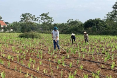 Cây dược liệu dễ trồng mang lại thu nhập cao cho nông dân tại Nghệ An