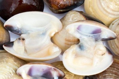 Phát hiện sinh vật đầu tiên trên thế giới có khả năng tự sản xuất kháng sinh