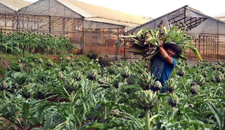 Một số loại cây dược liệu giàu tiềm năng phát triển tại Lâm Đồng
