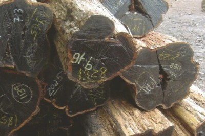 Gỗ đen châu Phi, một trong những loại gỗ đắt đỏ nhất trên thế giới