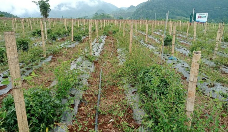 Giá trị khoa học của các bài thuốc y dược học cổ truyền
