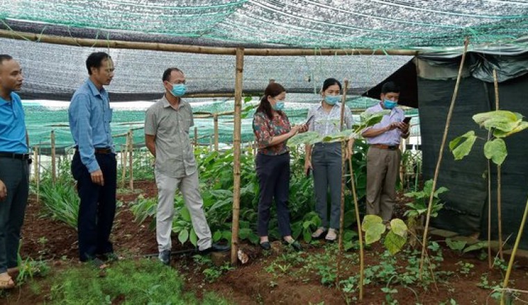 Tạo hành lang pháp lý để bảo tồn và phát triển dược liệu