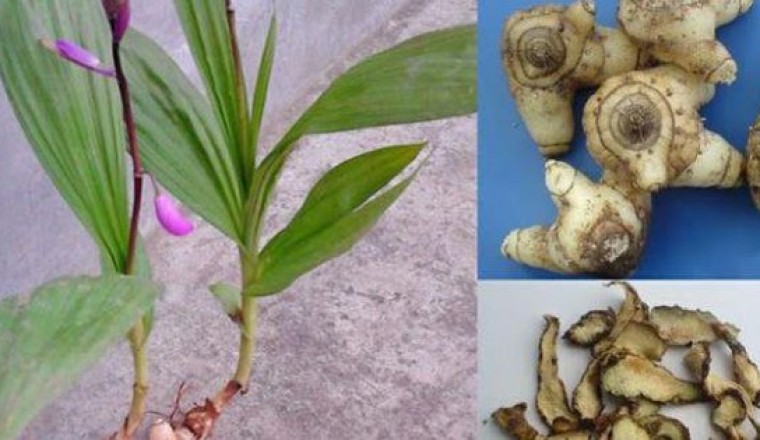 Cách dùng vị thuốc bạch cập Trị da khô, nứt nẻ tay chân, vết thương trên da