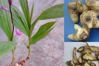 Cách dùng vị thuốc bạch cập Trị da khô, nứt nẻ tay chân, vết thương trên da