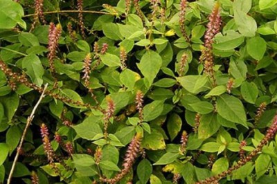 Chữa đau nhức xương khớp từ cây thuốc Cỏ Xước