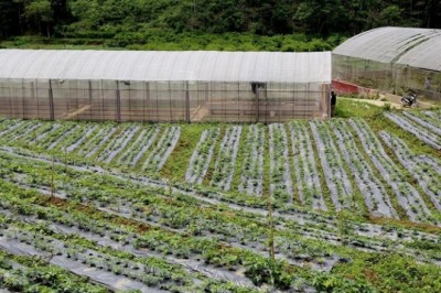 Danh sách các tỉnh (huyện) dự kiến triển khai thí điểm dự án Vùng trồng dược liệu quý 2021 - 2025