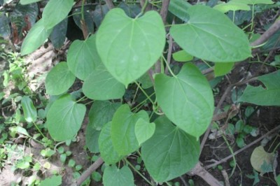 Những bài thuốc dân gian chữa đau nhức khớp gối đơn giản hiệu quả